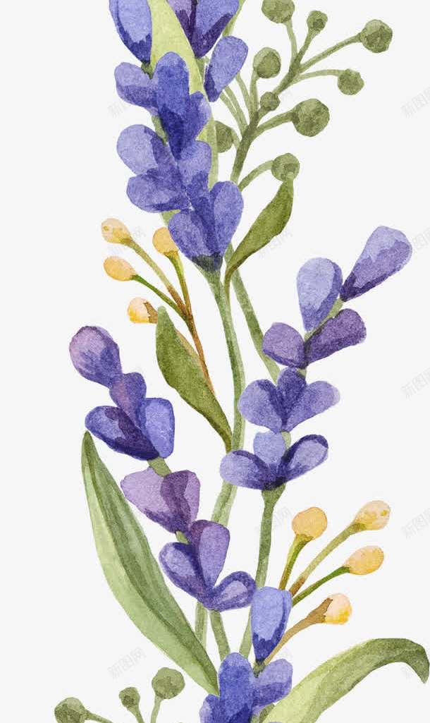 薰衣草png免抠素材_新图网 https://ixintu.com 小清新 水彩 花朵 薰衣草 鲜花