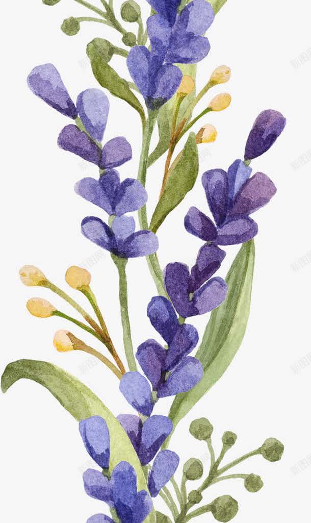 薰衣草png免抠素材_新图网 https://ixintu.com 小清新 水彩 花朵 薰衣草 鲜花