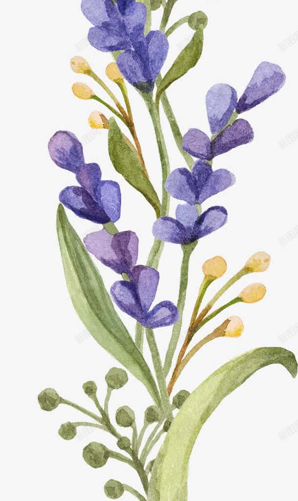 薰衣草png免抠素材_新图网 https://ixintu.com 小清新 水彩 花朵 薰衣草 鲜花