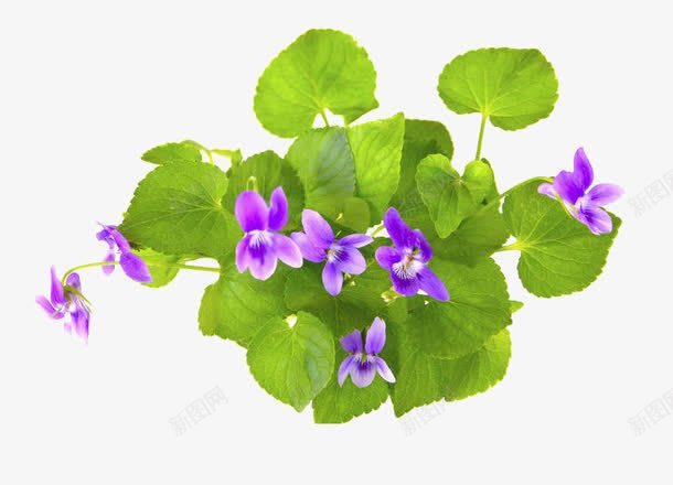 紫罗兰png免抠素材_新图网 https://ixintu.com 免抠素材 可食 实物 春天 植物 紫罗兰 紫罗兰花 绿叶 花朵 药草 非洲紫罗兰