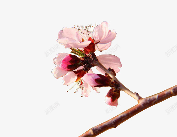 杏花春天png免抠素材_新图网 https://ixintu.com 娇嫩粉色花 春天 杏花 杏花树 粉色花 粉色花朵 装饰花朵 透明