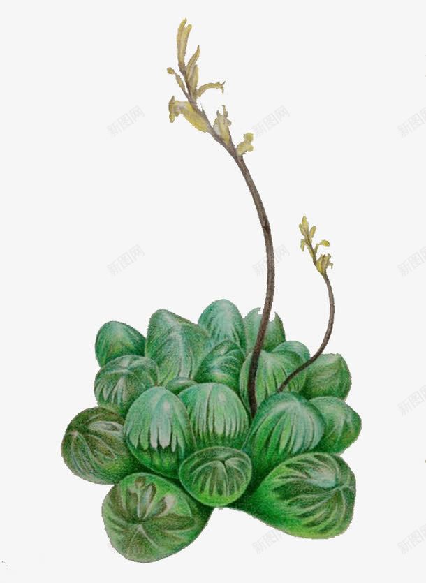 玉露上的花朵png免抠素材_新图网 https://ixintu.com 多肉 多肉植物 彩铅 手绘 枝条 植物 水彩 玉露 花朵