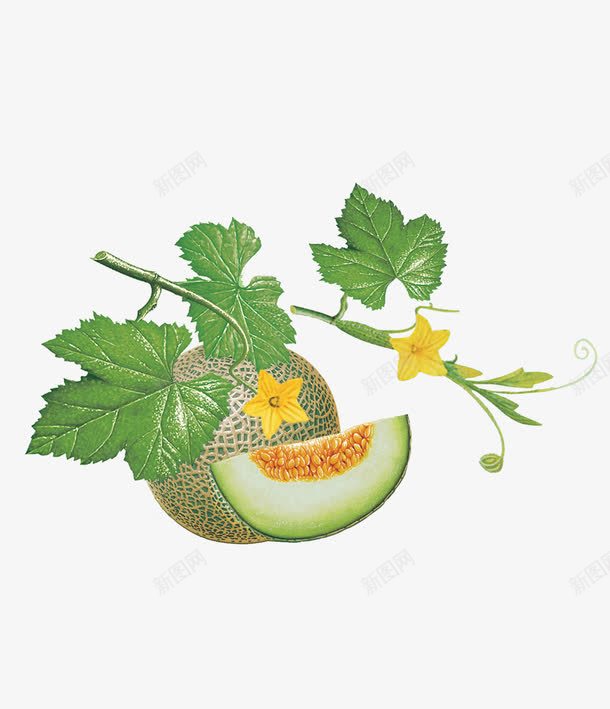 带藤条的哈密瓜png免抠素材_新图网 https://ixintu.com 卡通哈蜜瓜 哈密瓜 哈蜜瓜 小黄花 新鲜水果 水果 蔬果 藤叶 食物