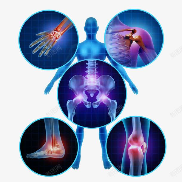 人体骨骼png免抠素材_新图网 https://ixintu.com 人体骨骼 关节 关节矢量图 放大镜 肩胛骨 骨骼