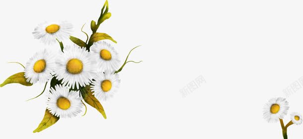 手绘野菊花展板png免抠素材_新图网 https://ixintu.com 展板 素材 菊花