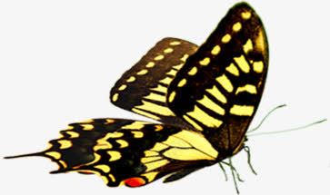 春天黄色花纹蝴蝶装饰png免抠素材_新图网 https://ixintu.com 春天 花纹 蝴蝶 装饰 黄色