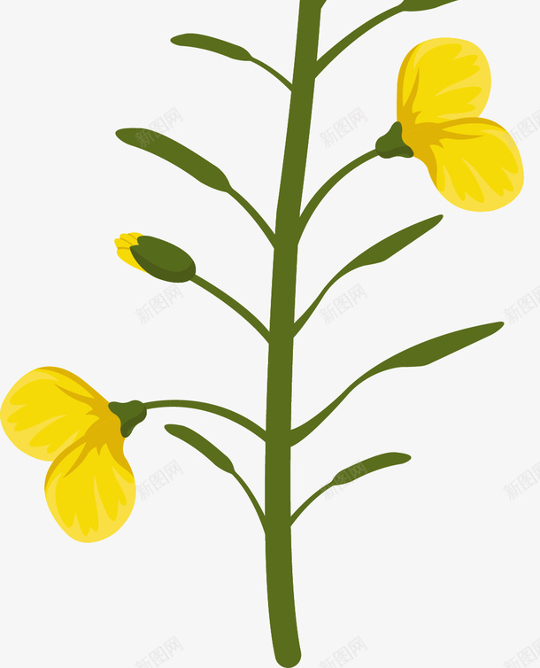 绽放的黄色油菜花png免抠素材_新图网 https://ixintu.com 卡通油菜花 扁平风格 矢量油菜 绽放 花朵 黄色 黄色油菜花
