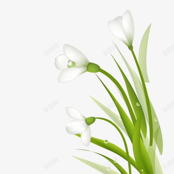 水仙花png免抠素材_新图网 https://ixintu.com 春天 春天元素 春季 水仙花 花卉