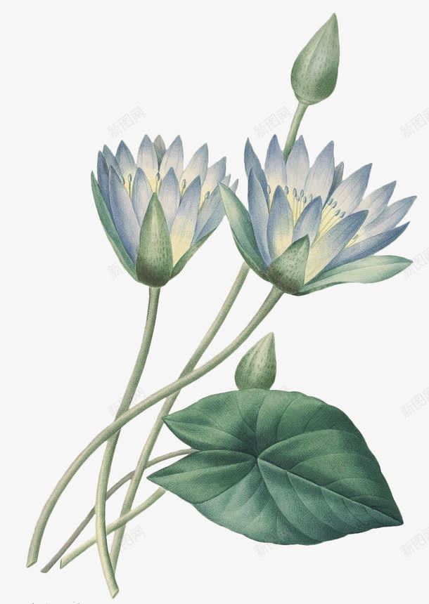 手绘水彩花卉荷花莲花png免抠素材_新图网 https://ixintu.com 下载 园艺 图案 手绘 手绘水彩花卉 手绘花卉 春天 植物 水彩 水彩花卉 花卉 花朵 花环 装饰 设计