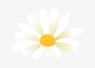 白色小花png免抠素材_新图网 https://ixintu.com 卡通 小花 白色 菊花 雏菊