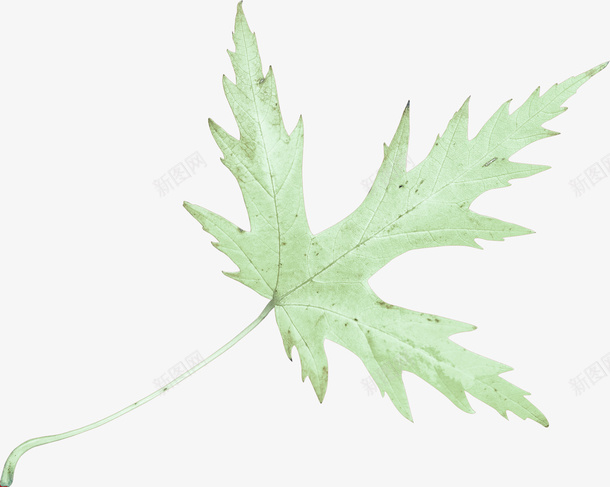 一片清新的叶子png免抠素材_新图网 https://ixintu.com 叶子 春天 清透 绿色 装饰
