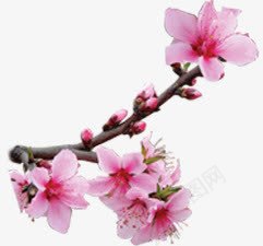 春天风景粉色桃花树枝植物png免抠素材_新图网 https://ixintu.com 春天 树枝 桃花 植物 粉色 风景