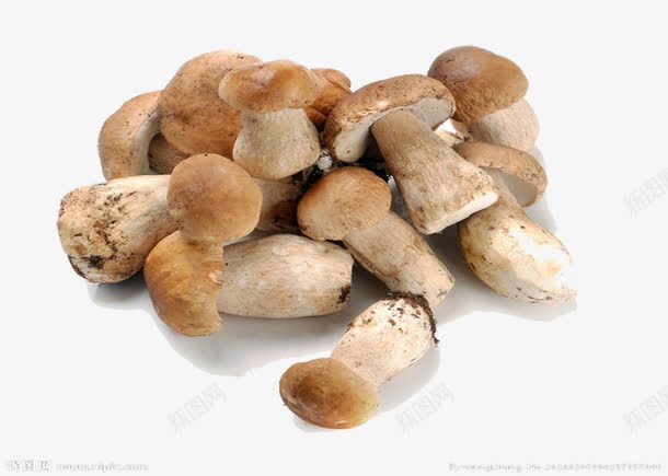 野生蘑菇png免抠素材_新图网 https://ixintu.com 丰富 植物 牛肝菌 菌类 营养