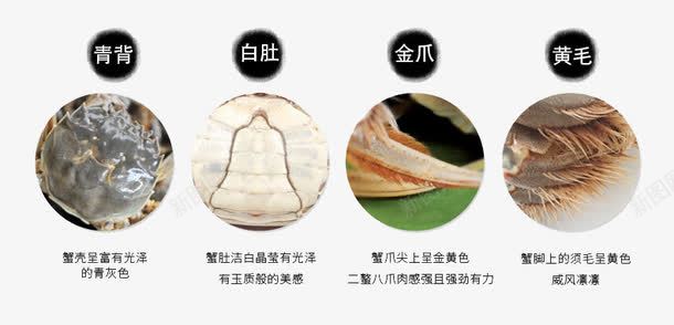 螃蟹详情页png免抠素材_新图网 https://ixintu.com 大闸蟹 美食 螃蟹详情页图片