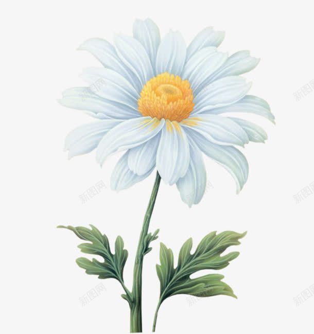 小雏菊png免抠素材_新图网 https://ixintu.com daisy 小雏菊 扁平 手绘 淡雅 菊花