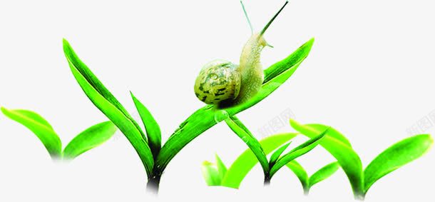 春天嫩芽蜗牛装饰png免抠素材_新图网 https://ixintu.com 嫩芽 春天 蜗牛 装饰
