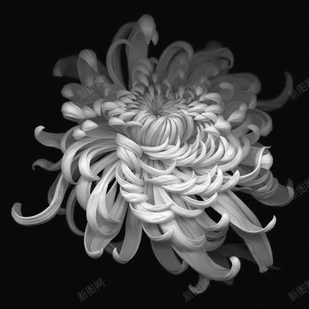 白色菊花简约壁纸jpg设计背景_新图网 https://ixintu.com 壁纸 白色 简约 菊花
