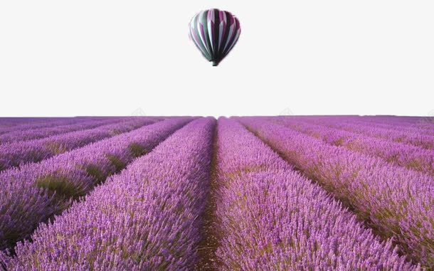 紫色薰衣草图案png免抠素材_新图网 https://ixintu.com 唯美 热气球 紫色 薰衣草
