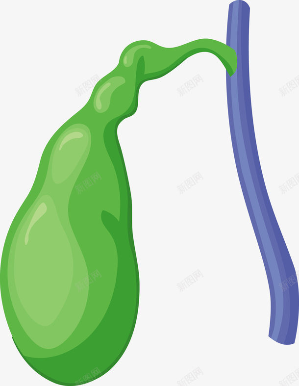 人体胆囊矢量图eps免抠素材_新图网 https://ixintu.com 矢量胆囊 绿色 绿色胆囊 胆囊 胆囊PNG 矢量图