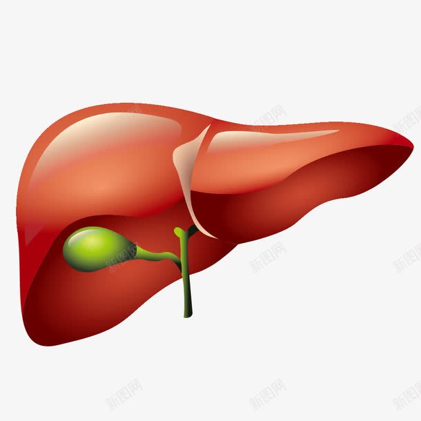 肝png免抠素材_新图网 https://ixintu.com 人体肝脏 卡通肝脏 器官 肝 肝脏