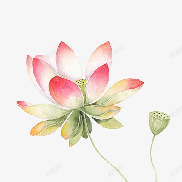 工笔荷花png免抠素材_新图网 https://ixintu.com 中文化 工笔荷花 廉洁 荷花