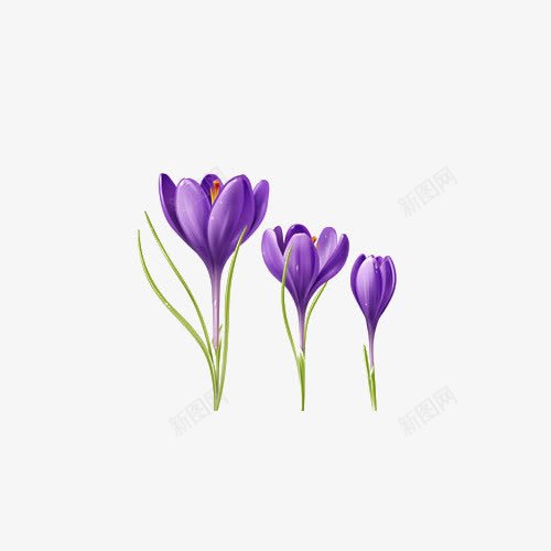 手绘时尚插画三朵紫色丁香花png免抠素材_新图网 https://ixintu.com 丁香 丁香花 好多 手绘 手绘丁香 插画 时尚 立体 装饰 设计