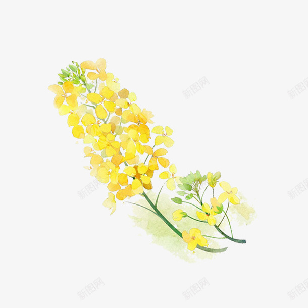 手绘卡通油菜花psd免抠素材_新图网 https://ixintu.com 免抠PNG 卡通 手绘 植物 油菜花瓣 黄色小花