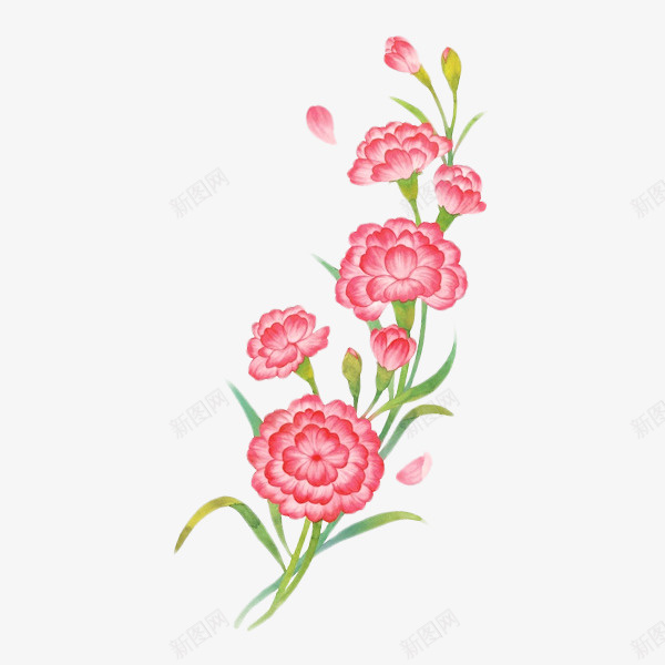 母亲节康乃馨花卉植物png免抠素材_新图网 https://ixintu.com 康乃馨 手绘 植物 母亲节 水彩 礼物 花卉