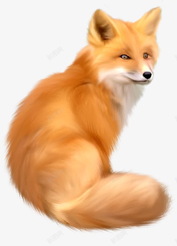 狐狸透明背景png免抠素材_新图网 https://ixintu.com 狐狸免扣透明背景png素材