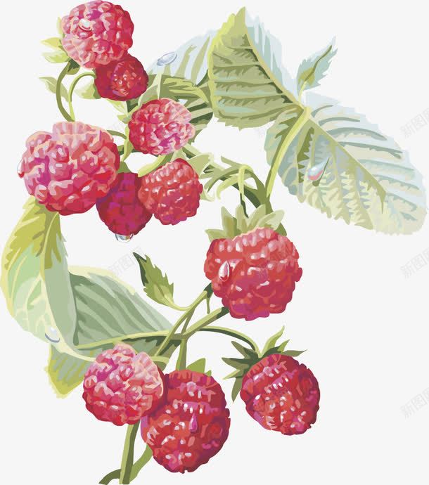 蔓越莓水果樱桃png免抠素材_新图网 https://ixintu.com 图案 矢量图树莓 红枣 蔓越莓水果樱桃灯笼果 黄枣 黑莓