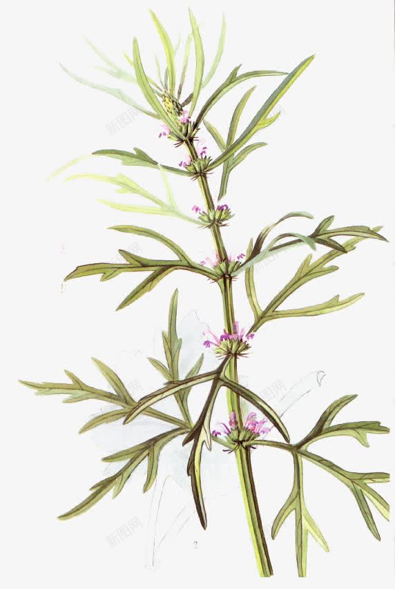 绿色叶子紫色小花益母草png免抠素材_新图网 https://ixintu.com 叶子 益母草 紫色 绿色