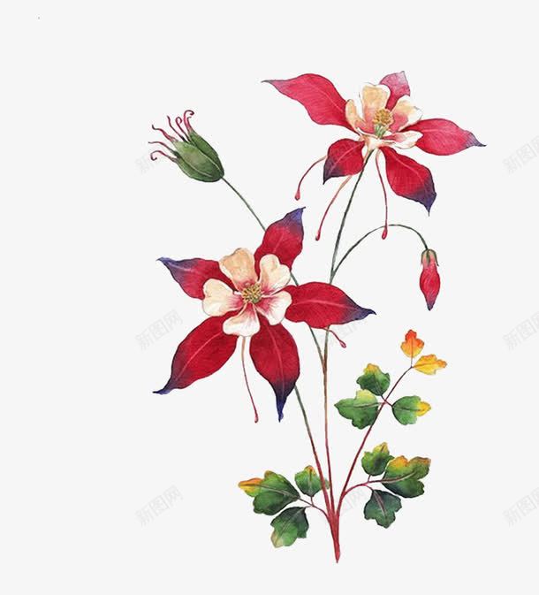 五瓣鲜花朵png免抠素材_新图网 https://ixintu.com 手绘 植物 水彩 红色 绿叶 花卉 花朵 花瓣 花苞