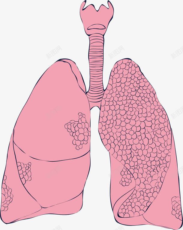 人体的粉色肺部器官png免抠素材_新图网 https://ixintu.com 健康 器官 生物医药 生物医药产业 生物医药展板 生物医药广告 生物医药整容 肺部