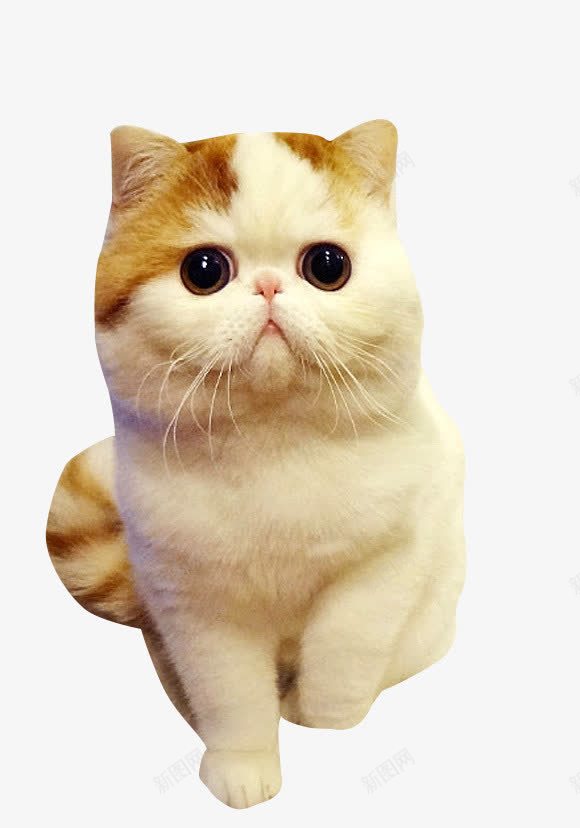 萌宠猫咪png免抠素材_新图网 https://ixintu.com 加菲猫 可爱 喵星人 宠物背景图片 小动物图片 毛茸茸的的猫咪 萌萌哒
