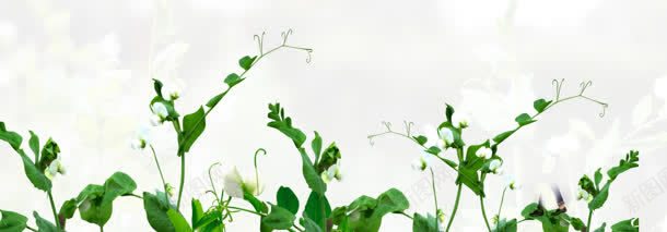 清爽绿色植物淘宝海报背景jpg设计背景_新图网 https://ixintu.com banner 家居 淘宝素材 淘宝背景 童装 背景 酒