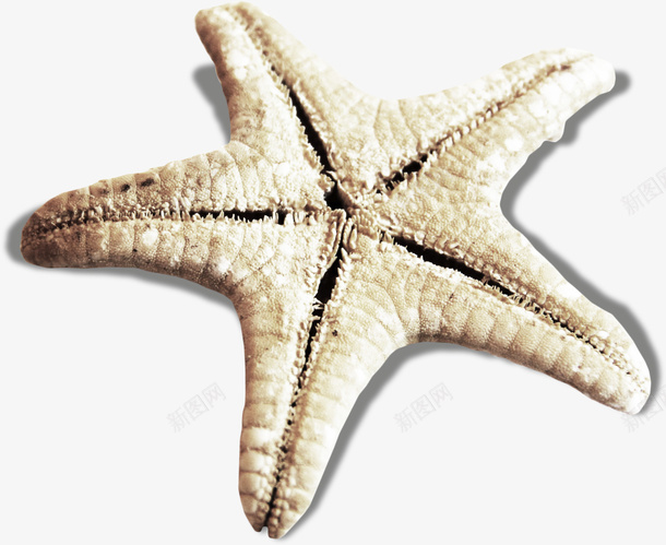 实物海星海洋生物海报png免抠素材_新图网 https://ixintu.com 动物插画 广告设计 旅游宣传册设计 海报设计 海星 海洋生物