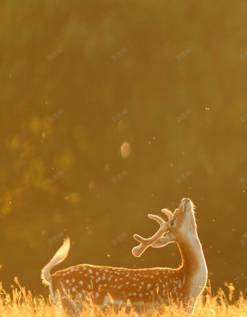 清新欧美插画小鹿H5背景jpg设计背景_新图网 https://ixintu.com H5背景 小清新 小鹿 插画 文艺 简约 金黄