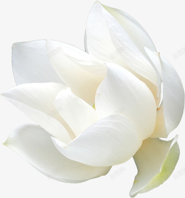 化妆品装饰小白花png免抠素材_新图网 https://ixintu.com 小白花 淘宝素材 设计