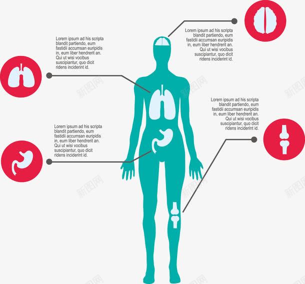 免抠元素 人体结构新图网(ixintu.