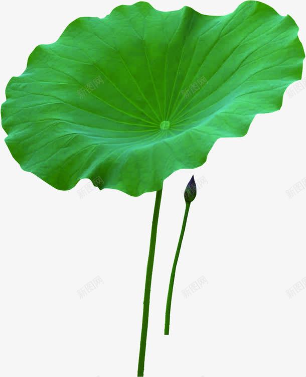 荷叶画册折页png免抠素材_新图网 https://ixintu.com 画册 素材 荷叶