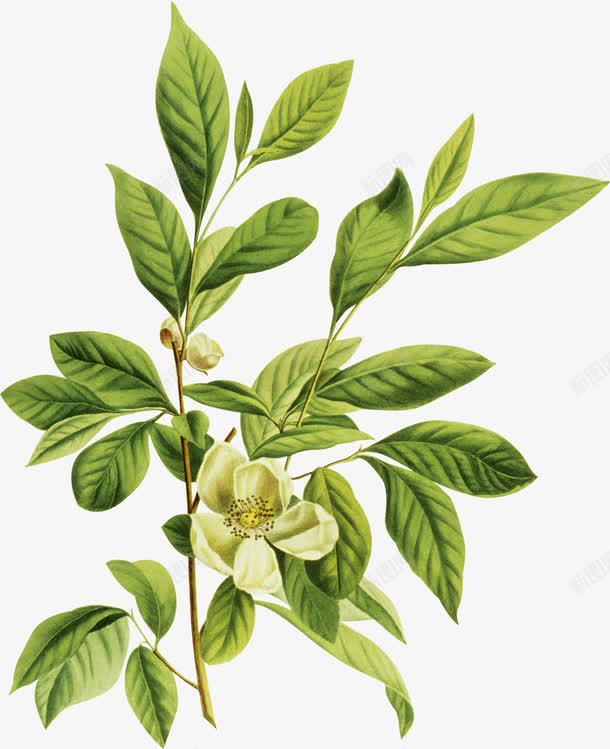 茶叶茶文化png免抠素材_新图网 https://ixintu.com 绿叶 花 花朵 茶 茶叶 茶文化