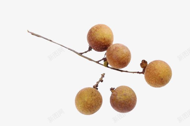 黄色桂圆png免抠素材_新图网 https://ixintu.com 桂圆 桂圆红枣 水果 食物 黄色 龙眼