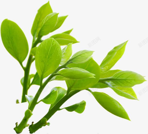 绿色春天清爽生长植物png免抠素材_新图网 https://ixintu.com 春天 植物 清爽 生长 绿色