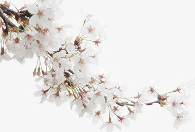 桃花环保宣传画册png免抠素材_新图网 https://ixintu.com 宣传 桃花 环保 画册