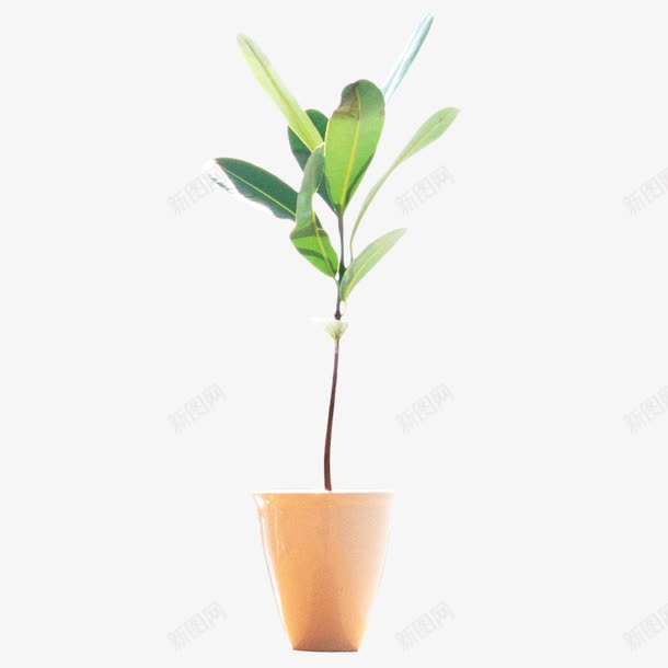 盆景png免抠素材_新图网 https://ixintu.com 家居摆件 家居装饰家居摆件 工艺品 盆景 盆栽 花卉 花瓶 鲜花