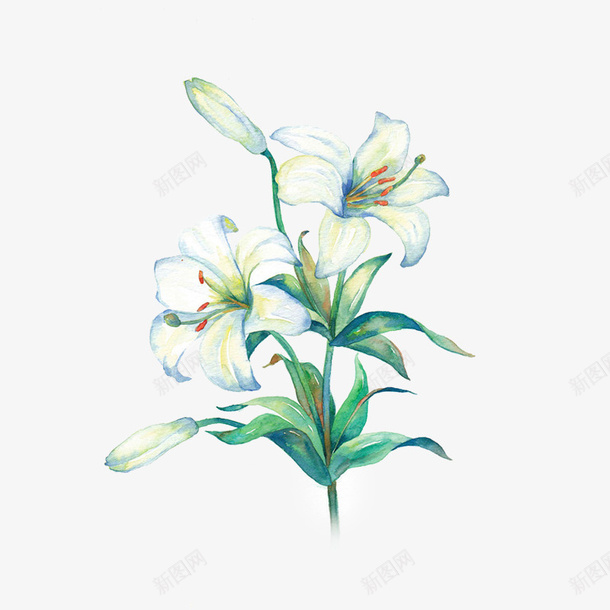 水彩百合花png免抠素材_新图网 https://ixintu.com 布料印花 底图 手绘花卉 水彩花卉 漂亮花卉 百合花 装饰图案 设计底图 面料印花