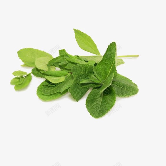薄荷叶片元素png免抠素材_新图网 https://ixintu.com 叶子 叶片免扣PNG 叶片素材 文艺 树叶 清新 绿色叶片 飞舞薄荷叶