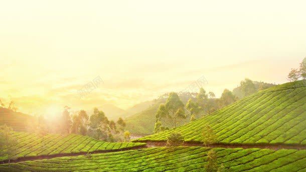 夕阳下的绿色茶田jpg设计背景_新图网 https://ixintu.com 夕阳 绿色 绿茶田
