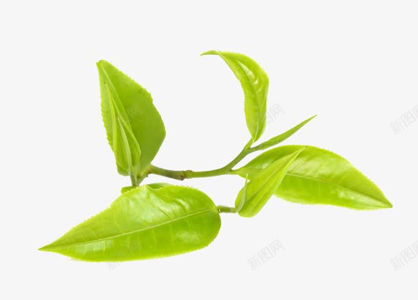 春茶免费png免抠素材_新图网 https://ixintu.com 免费素材 嫩芽 实物 新茶 春茶 绿茶 绿茶叶 茶叶 高清