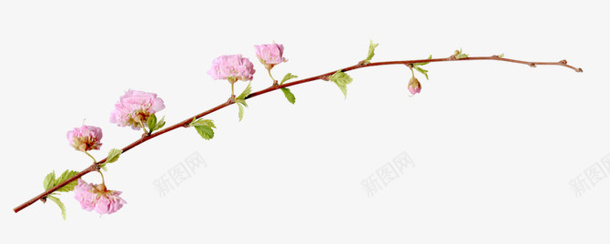 一支桃花png免抠素材_新图网 https://ixintu.com 一支 春天 桃花 植物